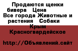 Продаются щенки бивера › Цена ­ 25 000 - Все города Животные и растения » Собаки   . Крым,Красногвардейское